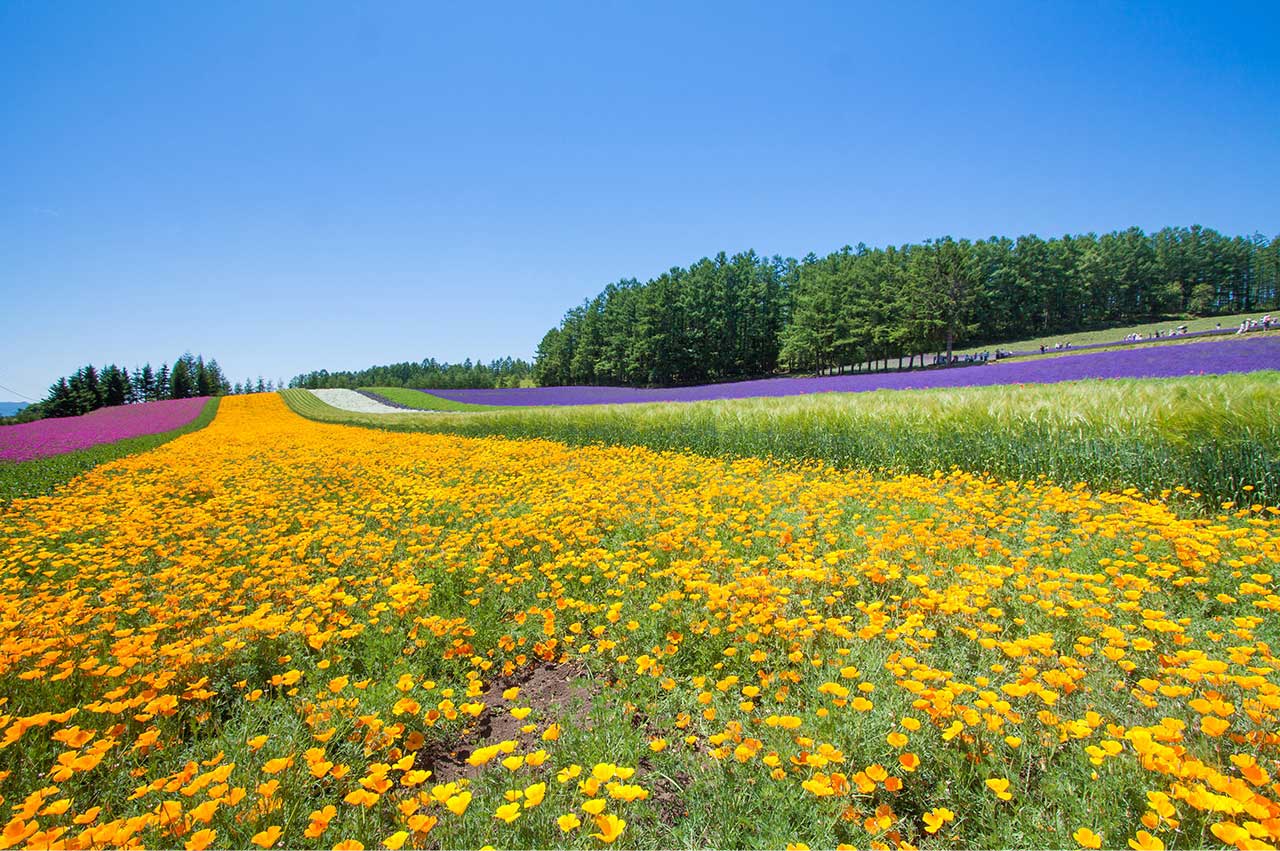 北海道の花畑