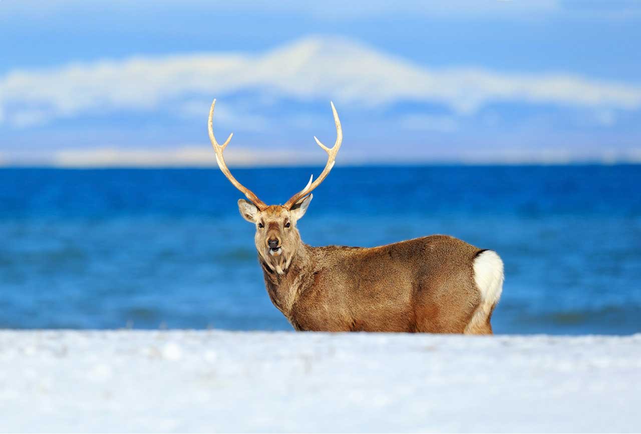 北海道のエゾシカイメージ