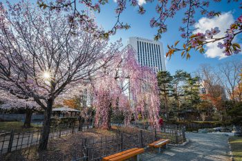 各地の公園や庭園を巡るのも楽しみの一つ