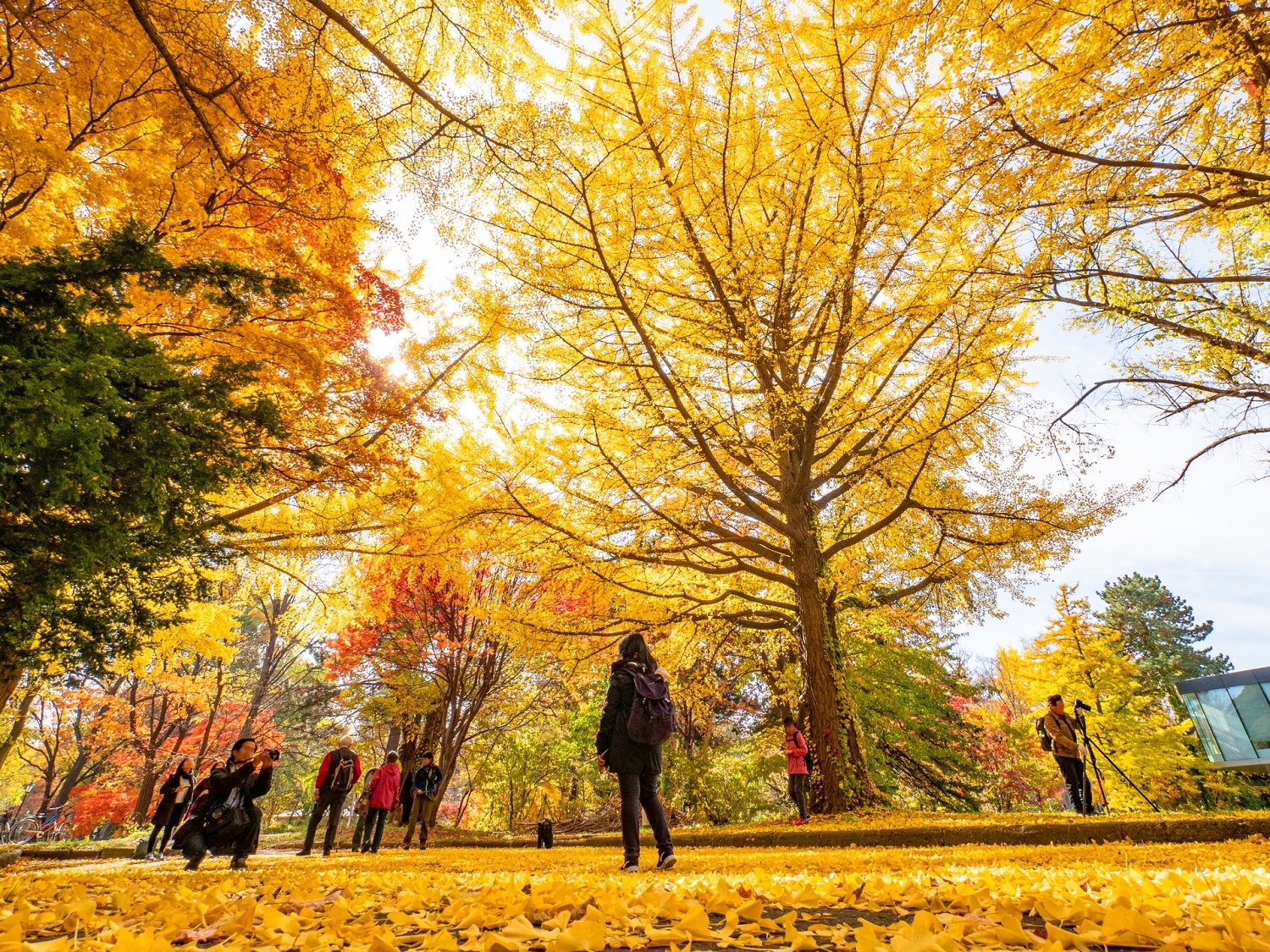 北海道大学のイチョウ並木