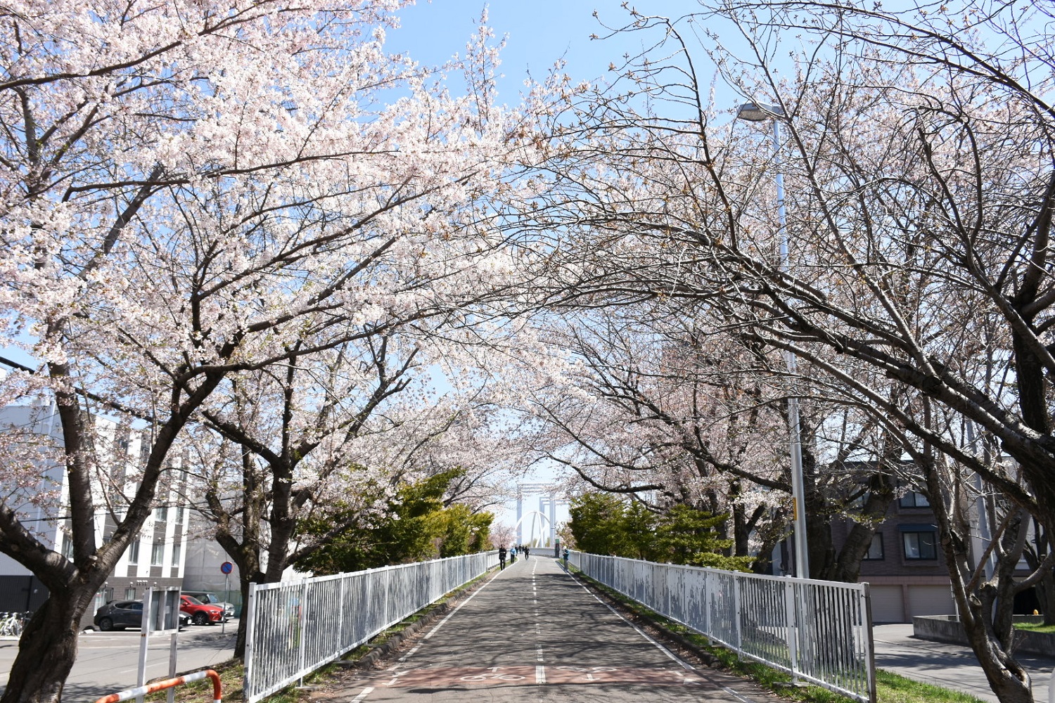 白石こころーど
