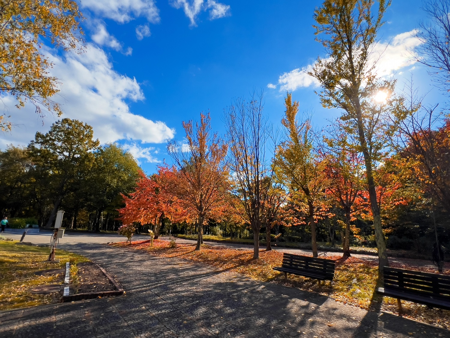神楽岡公園